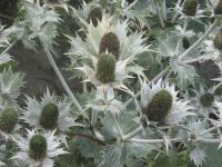 Eryngium giganteum 'Silver Ghost' (9636_0.jpg)