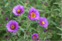 Aster novae-angliae 'Rubinschatz' (965_0.jpg)