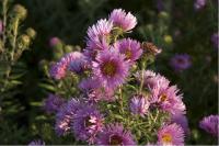 Aster novae-angliae 'Rudelsburg' (967_0.jpg)