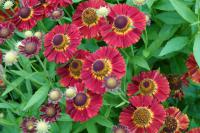 Helenium 'Mariachi Salsa' (9753_0.jpg)