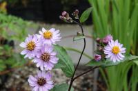 Aster ageratoides 'Harry Schmidt' (9756_0.jpg)