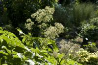 Aralia continentalis (9769_0.jpg)