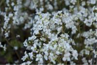 Cardamine trifolia (978_0.jpg)