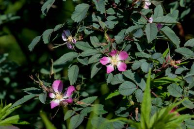 Rosa glauca (100031_0.jpg)