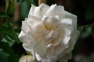 Rosa 'Mme ALFRED CARRIÈRE' (100038_1.jpg)