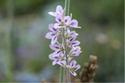 Francoa sonchifolia (1000_0.jpg)