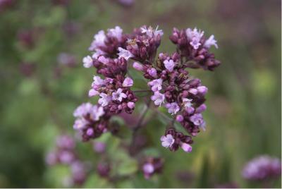 Origanum 'Rosenkuppel' (1022_0.jpg)