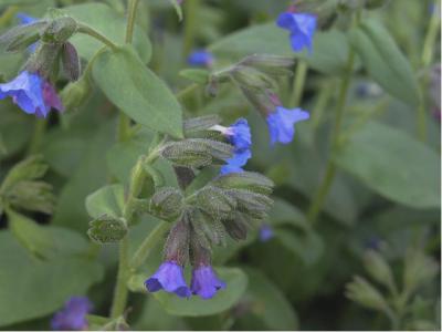 Pulmonaria mollis (1031_0.jpg)