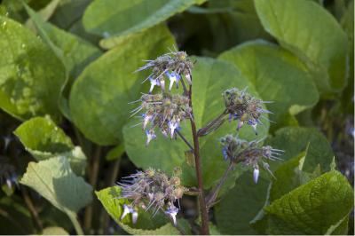 Trachystemon orientalis (1048_0.jpg)