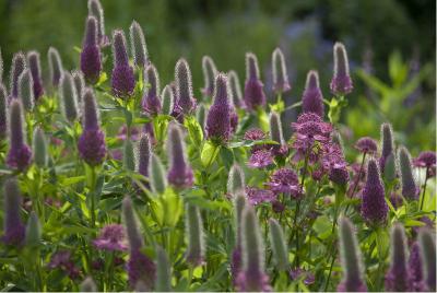 Trifolium rubens (1050_0.jpg)