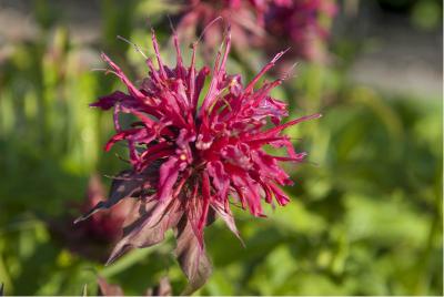 Monarda 'Mahogany' (1058_0.jpg)