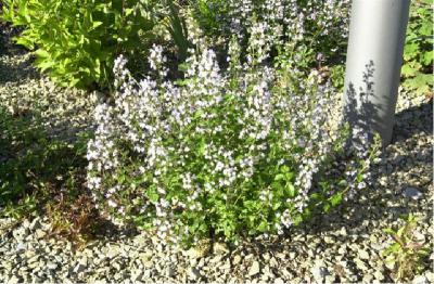 Calamintha nepeta ssp nepeta (1067_0.jpg)