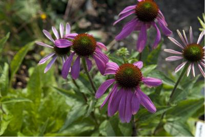 Echinacea purpurea 'Rubinstern' (1078_0.jpg)