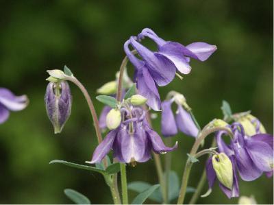 Aquilegia vulgaris (1126_0.jpg)