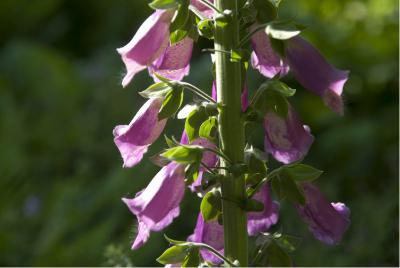 Digitalis purpurea (1142_0.jpg)