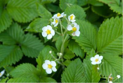 Fragaria moschata (1147_0.jpg)