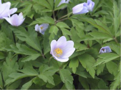 Anemone nemorosa 'Lismore Blue' (1197_0.jpg)