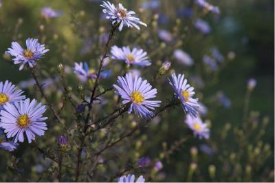 Aster laevis 'Calliope' (1204_0.jpg)