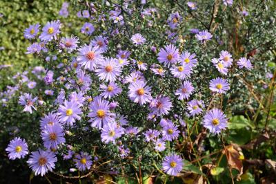 Aster laevis 'Calliope' (1204_1.jpg)