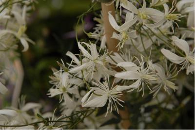 Clematis flammula (1227_1.jpg)