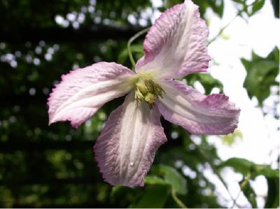 Clematis 'Little Nell' (1243_0.jpg)