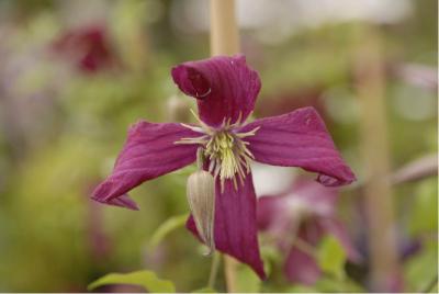 Clematis 'Mme Julia Correvon' (1244_0.jpg)