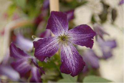 Clematis 'Walenburg' (1248_0.jpg)