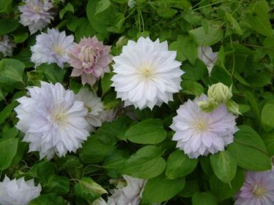 Clematis 'Belle of Woking' (1252_0.jpg)