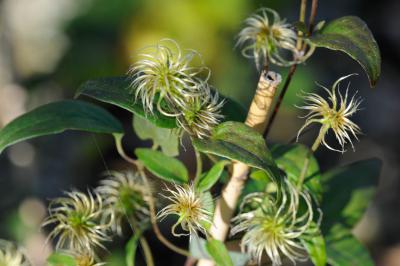 Clematis 'Hagley Hybrid' (1255_1.jpg)