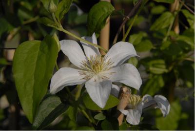 Clematis 'Huldine' (1257_0.jpg)