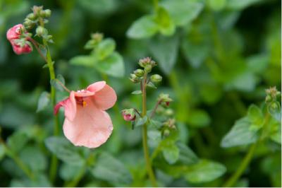 Diascia 'Plus Apricot' (1278_0.jpg)