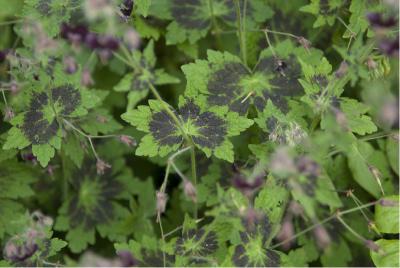 Geranium phaeum 'Samobor' (1304_1.jpg)