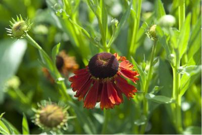 Helenium 'Moerheim Beauty' (1319_1.jpg)