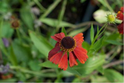 Helenium 'Moerheim Beauty' (1319_2.jpg)