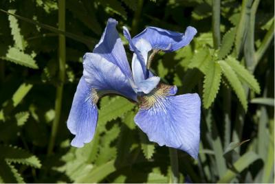 Iris 'Harpswell Haze' (1329_0.jpg)