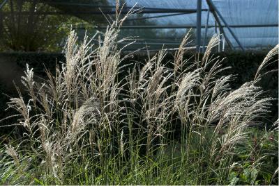 Miscanthus sinensis 'Graziella' (1345_1.jpg)