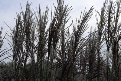 Miscanthus sinensis 'Malepartus' (1347_1.jpg)