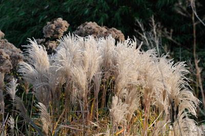 Miscanthus sinensis 'Malepartus' (1347_2.jpg)