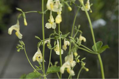 Nepeta govaniana (1361_0.jpg)