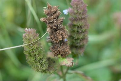 Nepeta kubanica (1363_1.jpg)