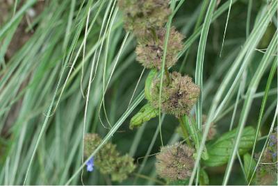 Nepeta kubanica (1363_2.jpg)