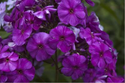 Phlox 'Düsterlohe' (1389_0.jpg)