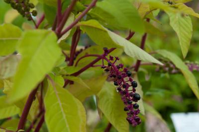 Phytolacca americana (1393_0.jpg)