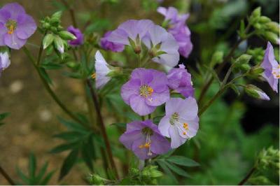 Polemonium caeruleum 'Lambrook Mauve' (1395_0.jpg)