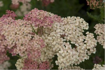 Achillea millefolium 'Lachsschönheit' (14_0.jpg)