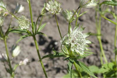 Astrantia major 'Shaggy' (153_1.jpg)