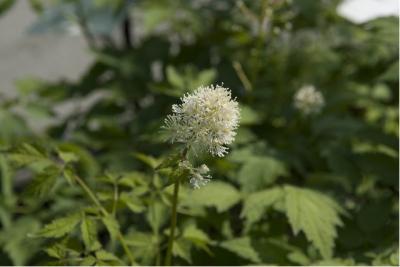 Actaea rubra (1577_0.jpg)