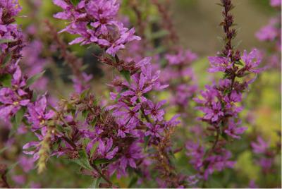 Lythrum salicaria 'Lady Sackville' (1580_0.jpg)