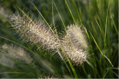 Pennisetum alopecuroides 'Hameln' (1583_0.jpg)