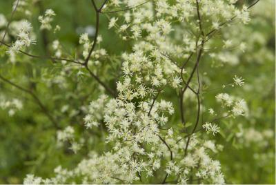 Thalictrum polygamum (1731_0.jpg)